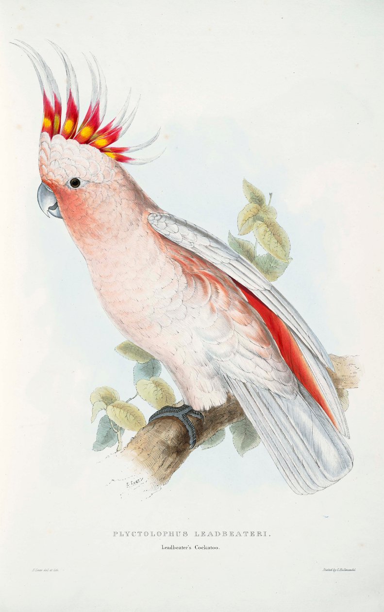 Lophochroa leadbeateri av Edward Lear