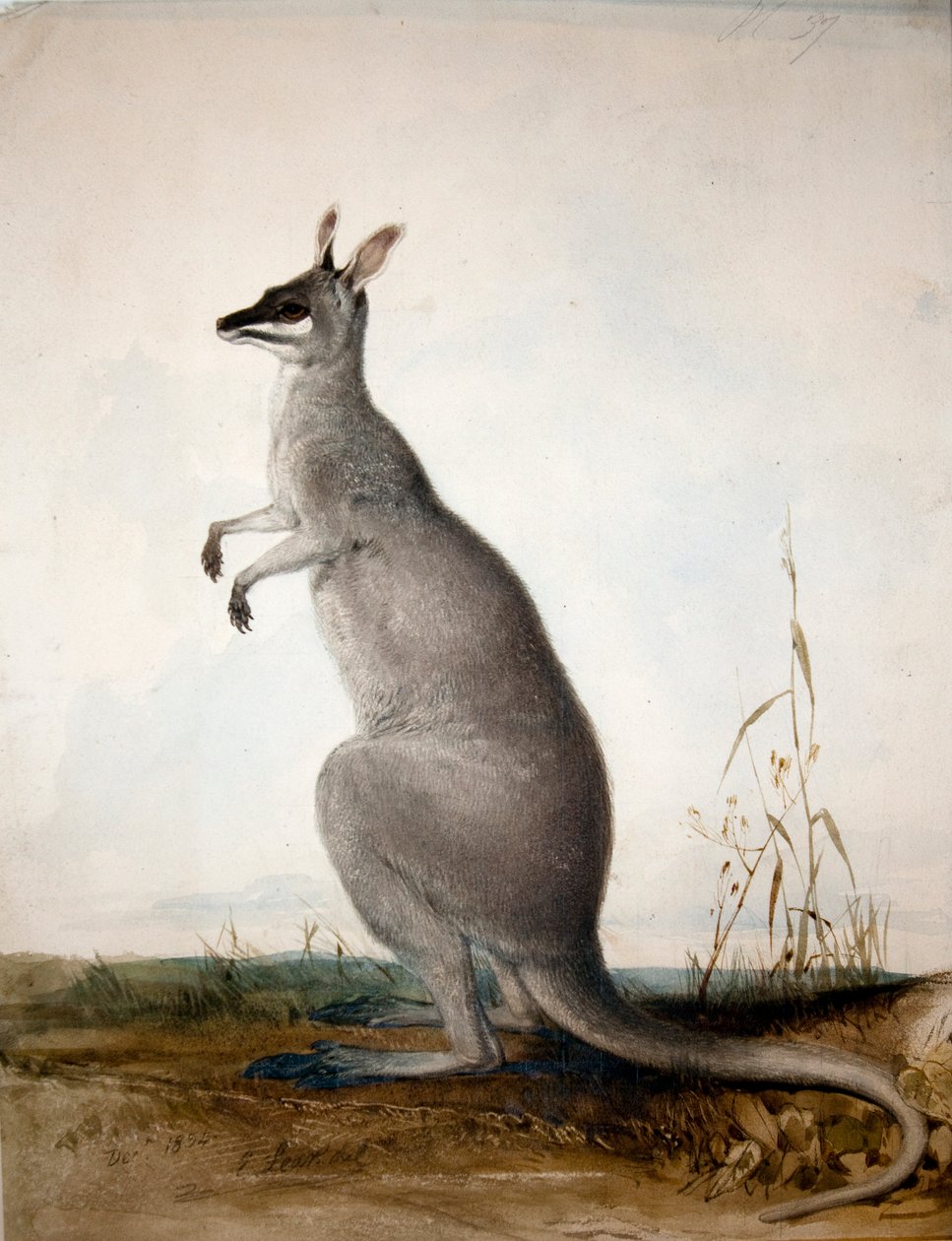 Macropus parryi, 1834 av Edward Lear