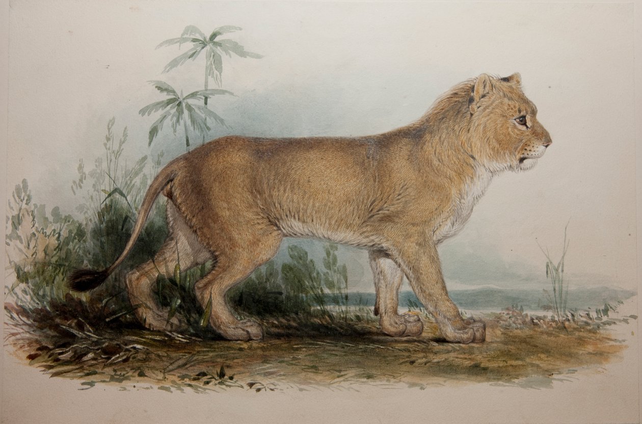 Maneløs løve fra Guzerat, 1835 av Edward Lear