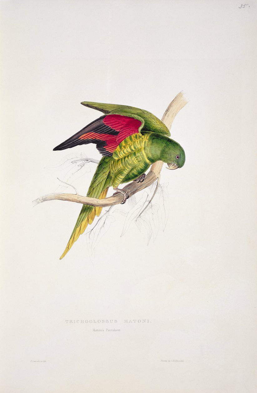Matons parakitt av Edward Lear