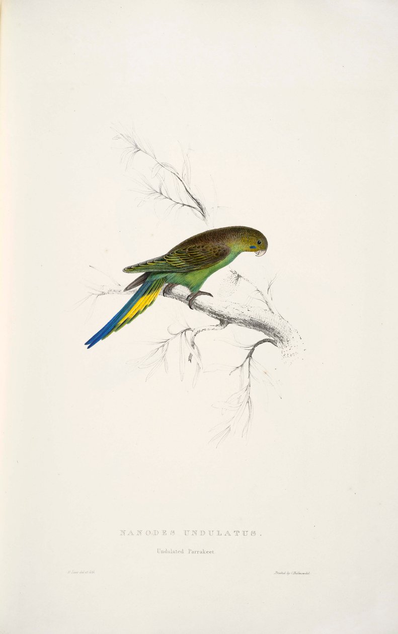 Melopsittacus undulatus av Edward Lear