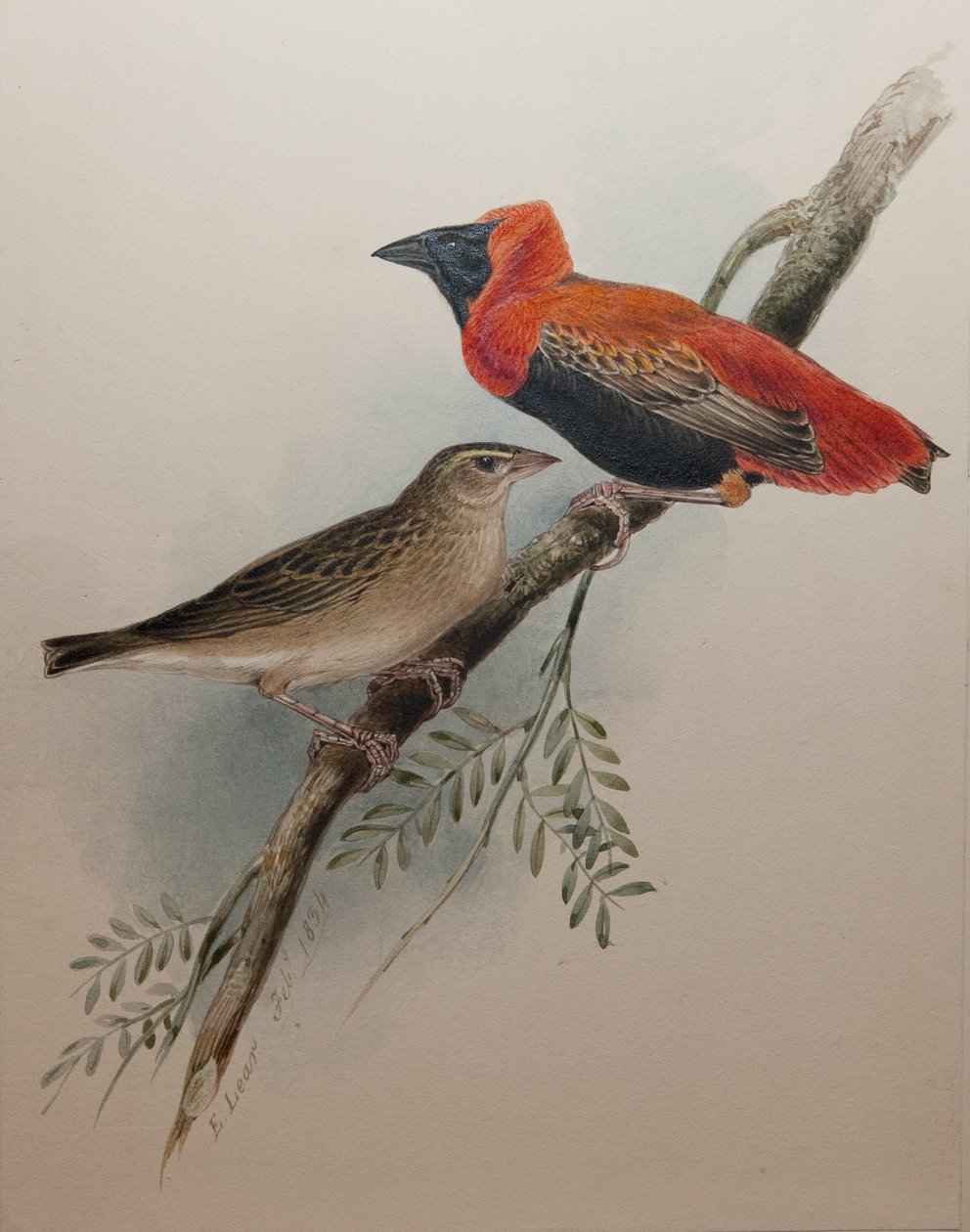 Northern Red Bishop, 1834 av Edward Lear
