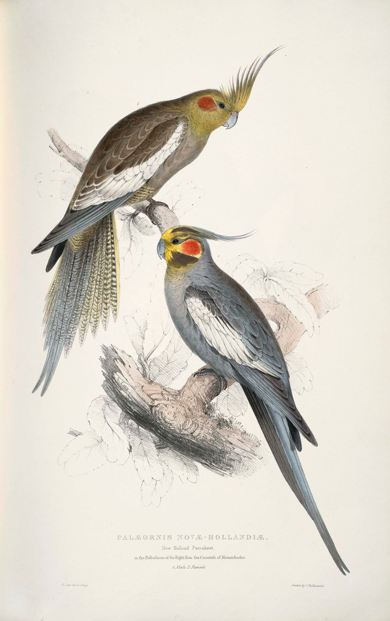 Nymphicus hollandicus av Edward Lear