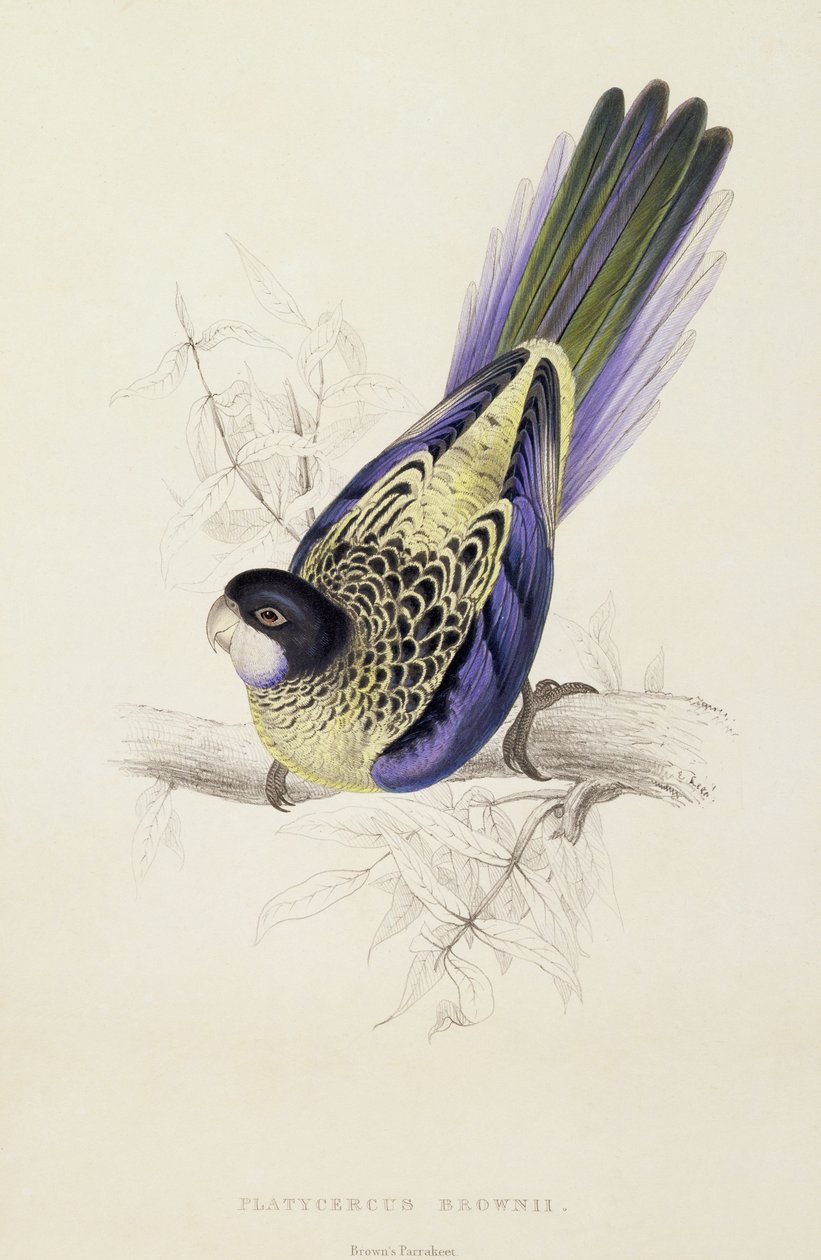 Platycercus Brownii, eller Brown