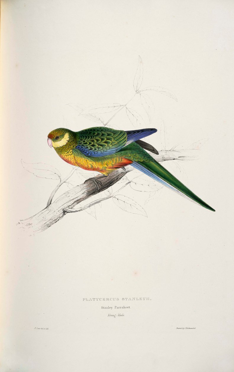 Platycercus icterotis av Edward Lear