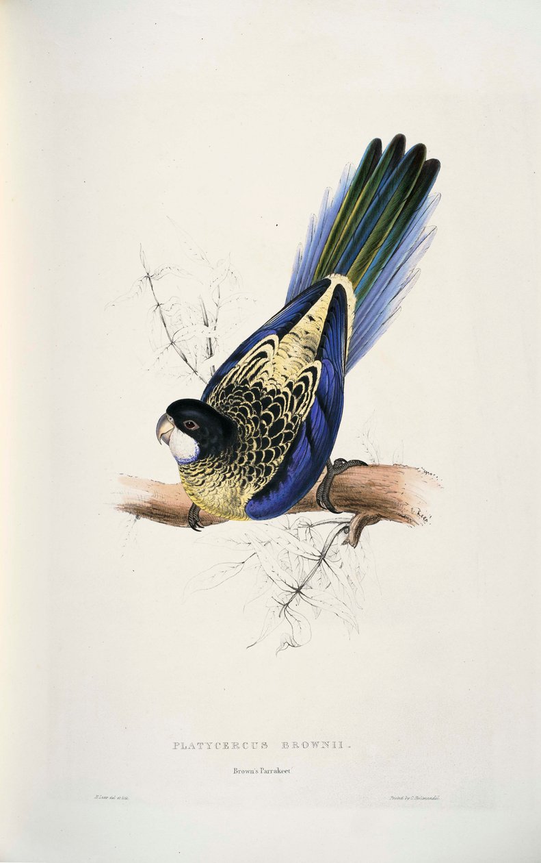 Platycercus venustus av Edward Lear