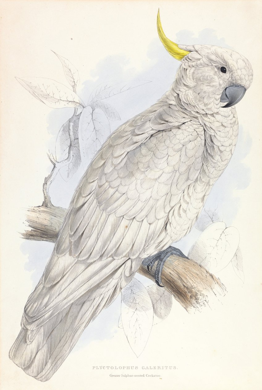 Plyctolophus Galeritus. Større svovel-crested kakadue. av Edward Lear