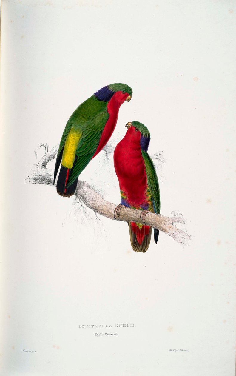 Psittacula kuhlii av Edward Lear