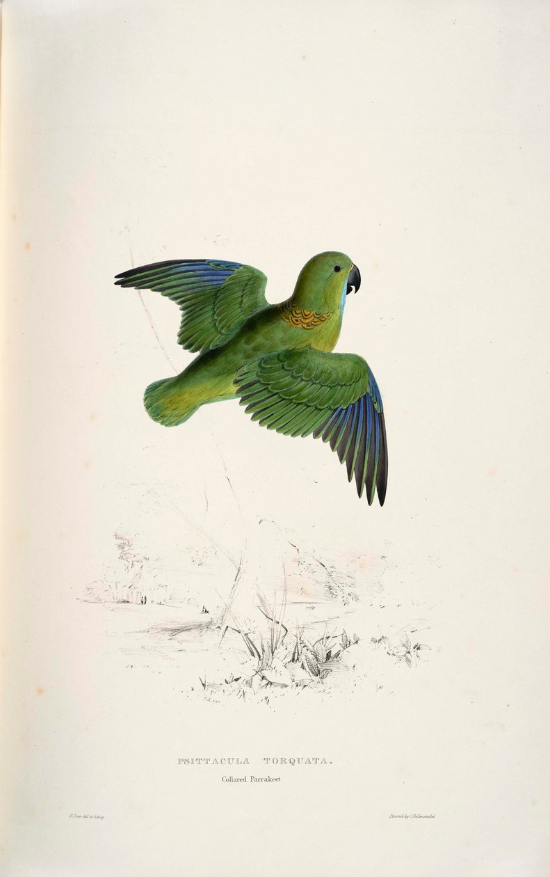 Psittacula torquata av Edward Lear