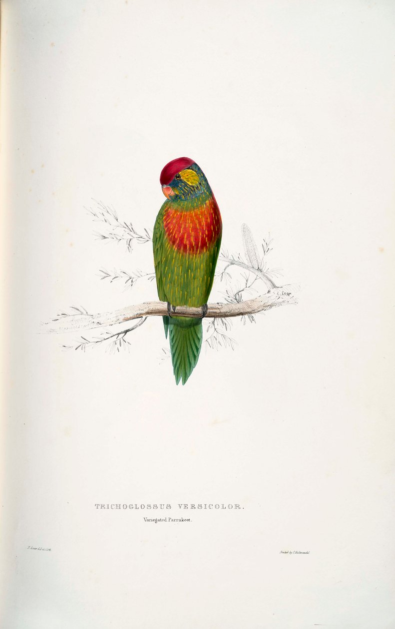 Psitteuteles versicolor av Edward Lear