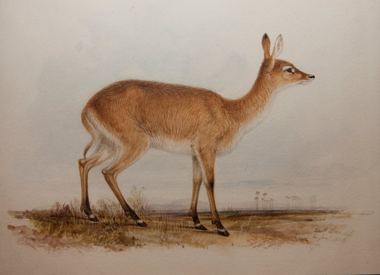Red Lechwe, 1836 av Edward Lear
