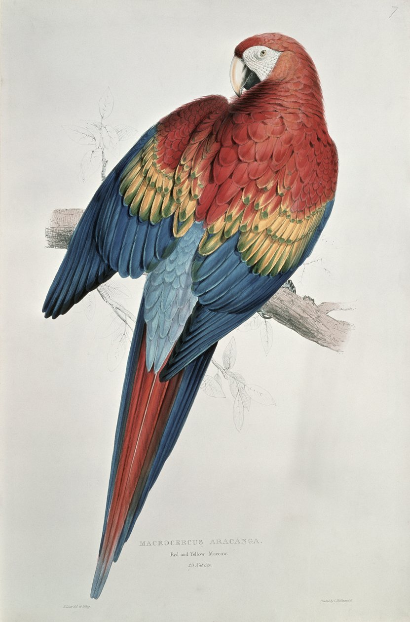 Rød og gul ara av Edward Lear