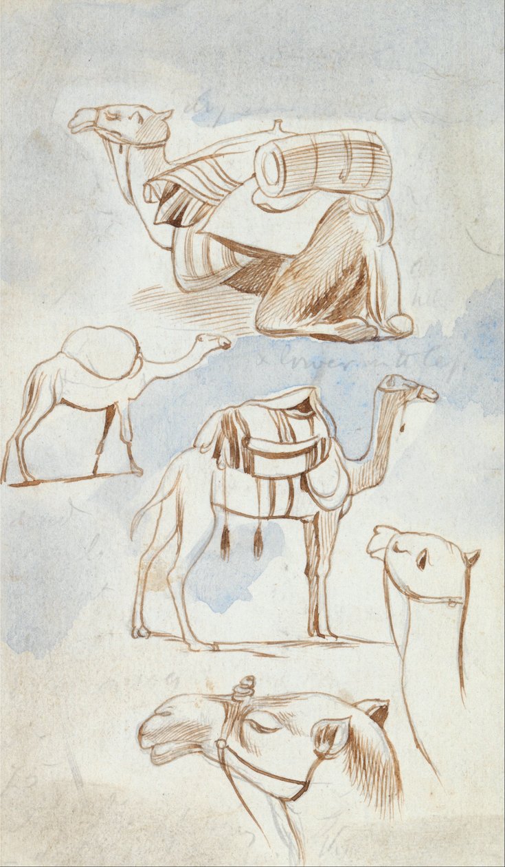 Skisseundersøkelser av kameler av Edward Lear