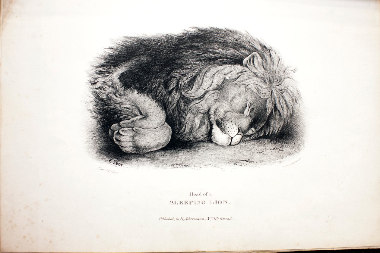 Skisser av dyr ved Zoologisk hage av Edward Lear