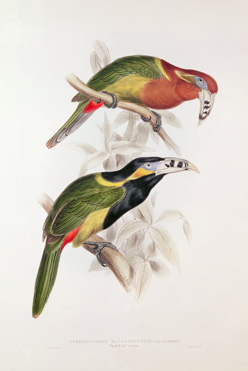 Spotted Bill Aracari, 1800-tallet (fargelitografi) av Edward Lear