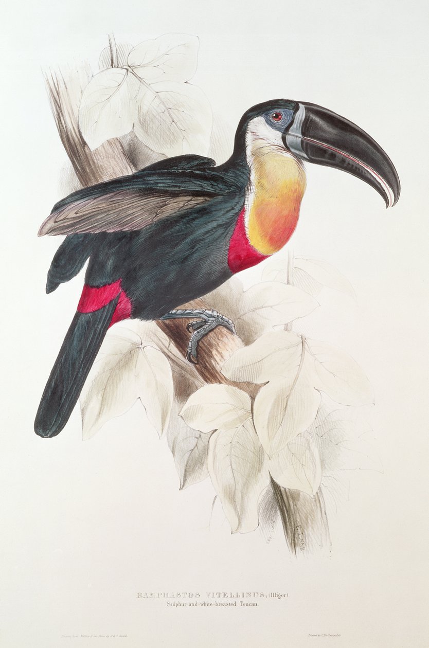 Svovel og hvitbrystet tukan, 1800-tallet (fargelitografi) av Edward Lear