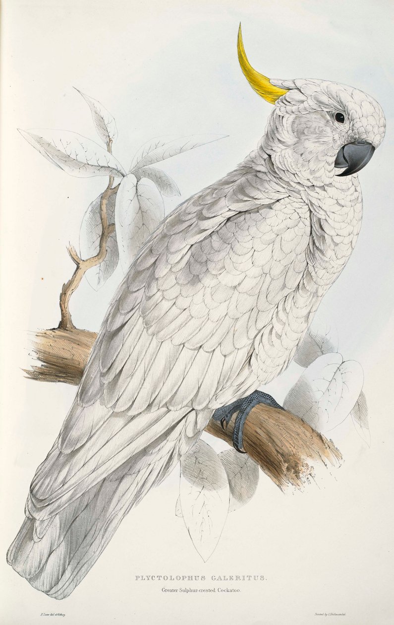 Svovelkakadu av Edward Lear