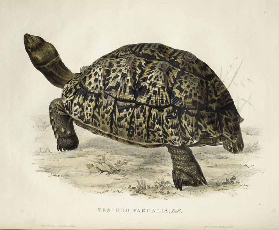 Testudo pardalis av Edward Lear