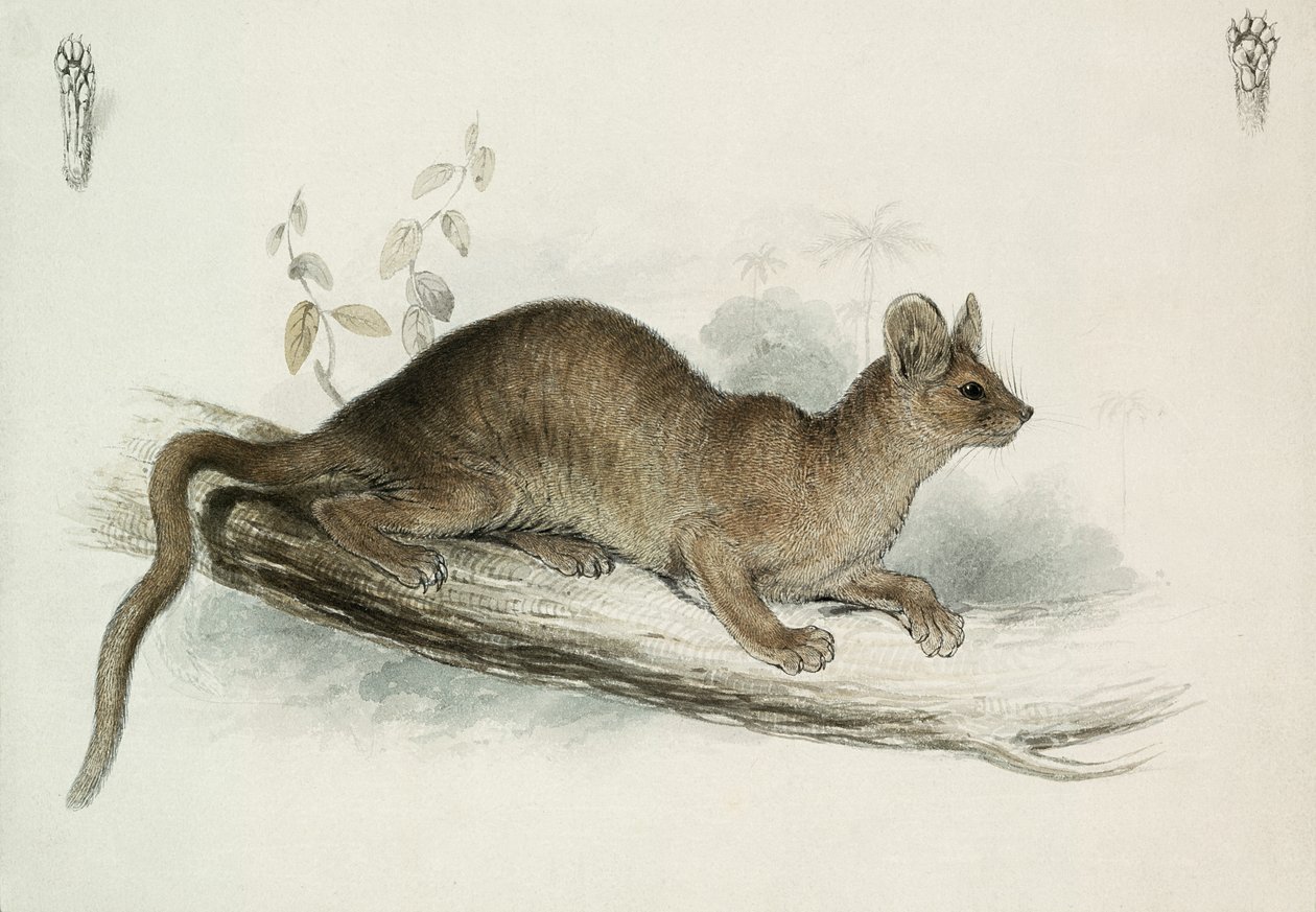 The Polecat, 1800-tallet av Edward Lear