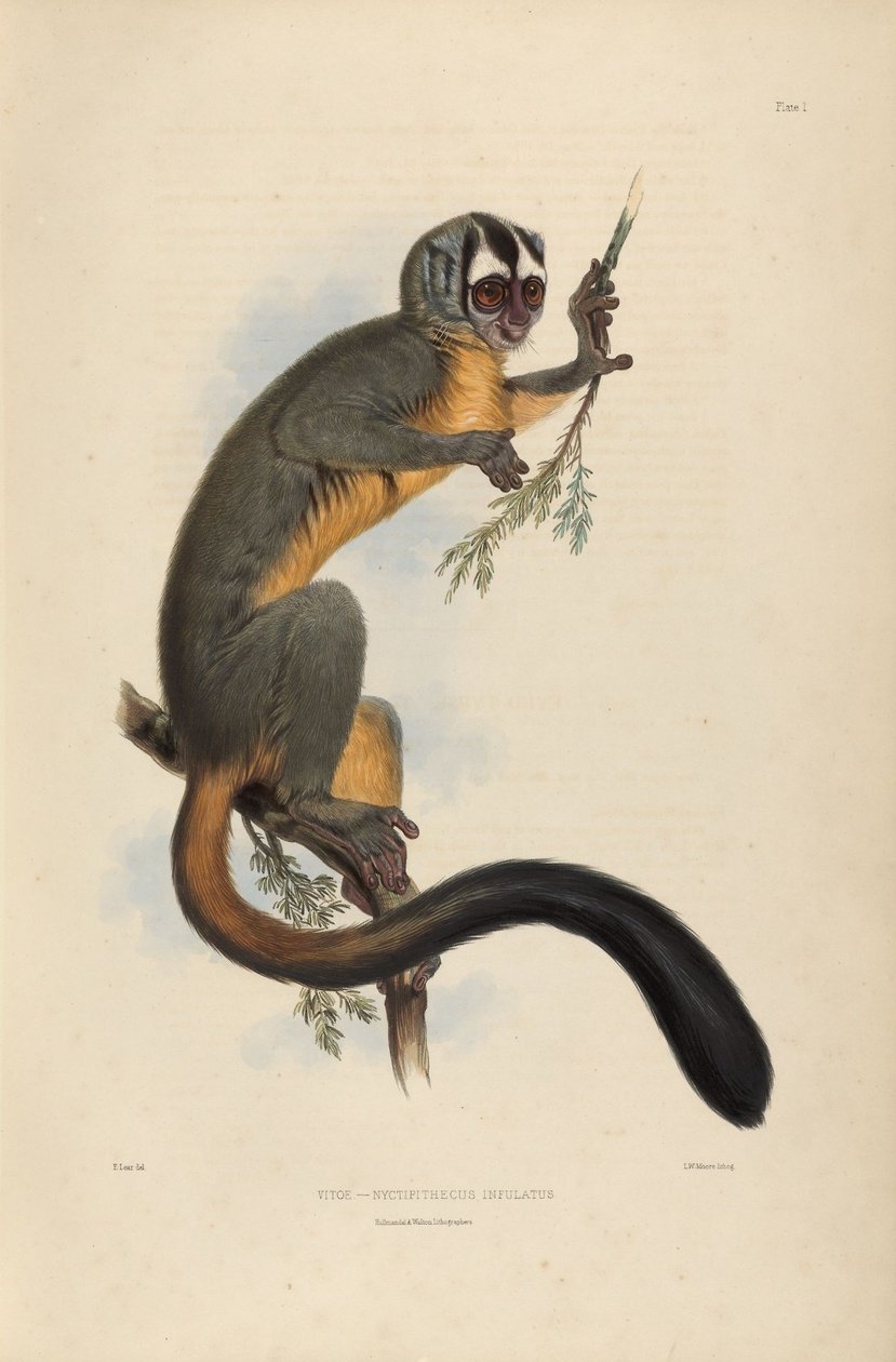Vitoe Nyctipithecus Infulatus av Edward Lear