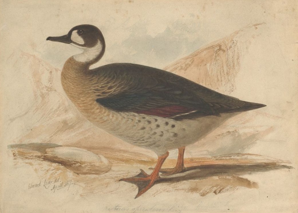 bronsevinget and av Edward Lear
