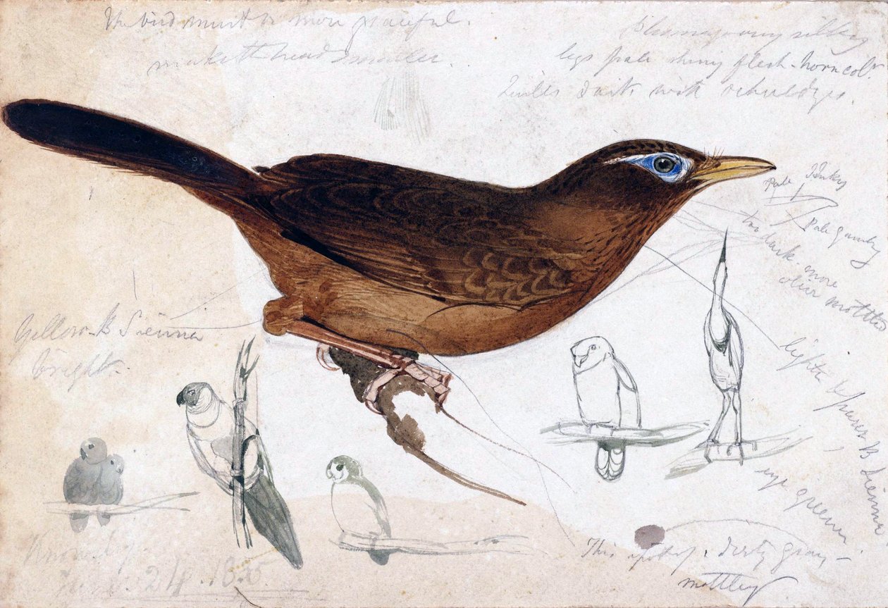 brun fugl av Edward Lear