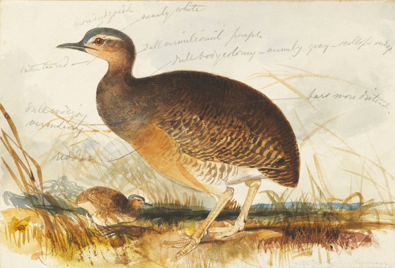 er myr av Edward Lear