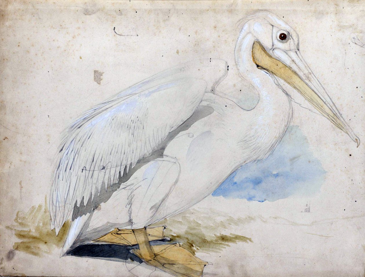 pelikan av Edward Lear