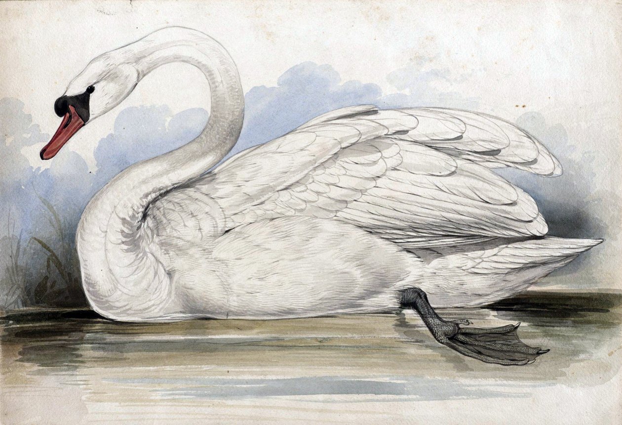 svane av Edward Lear