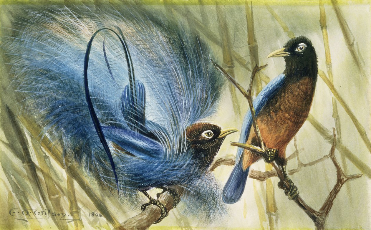 Blue-bird of Paradise, 1909 (wc på papir) av Edward Adrian Wilson