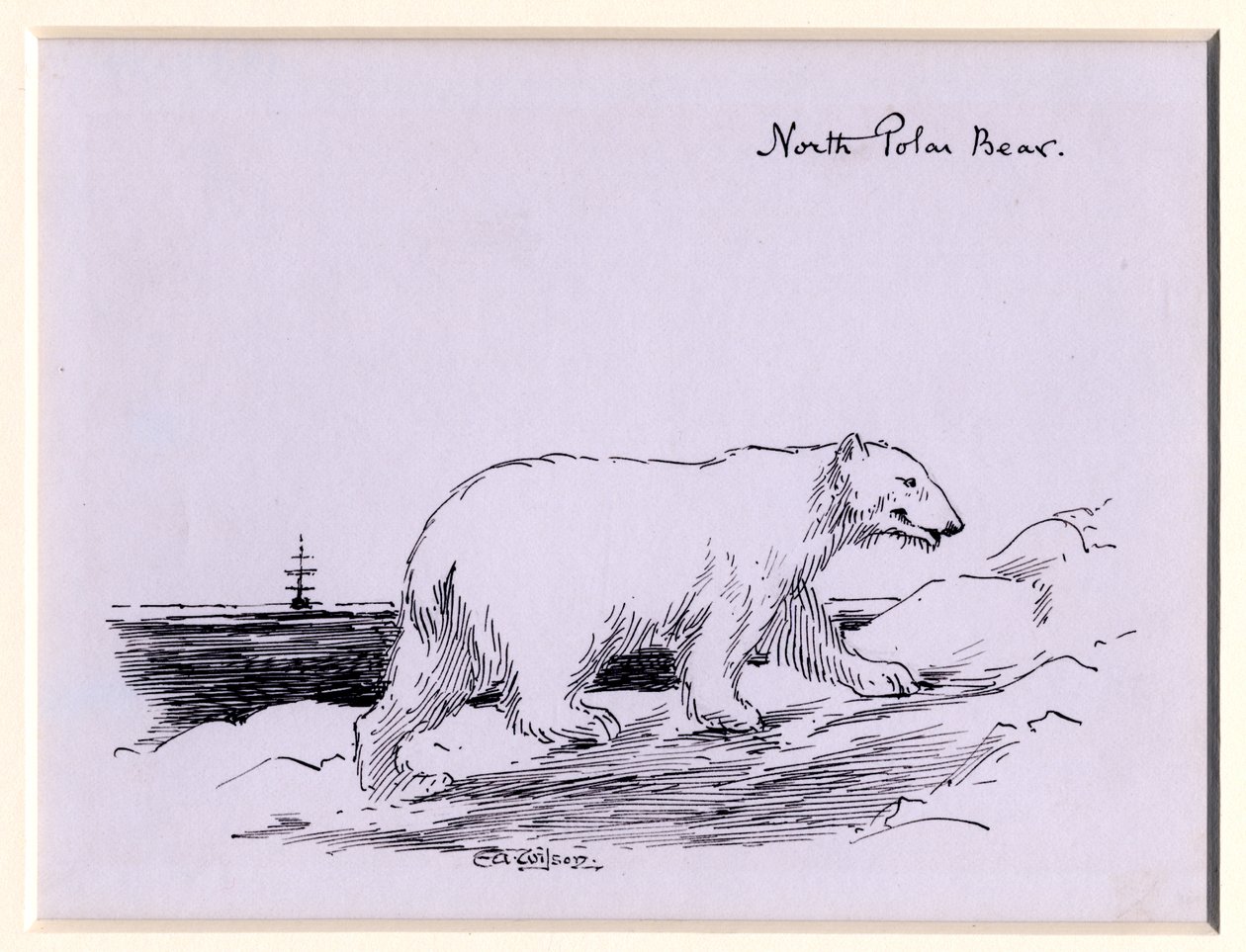Isbjørn, ca. 1905 (blekk på papir) av Edward Adrian Wilson