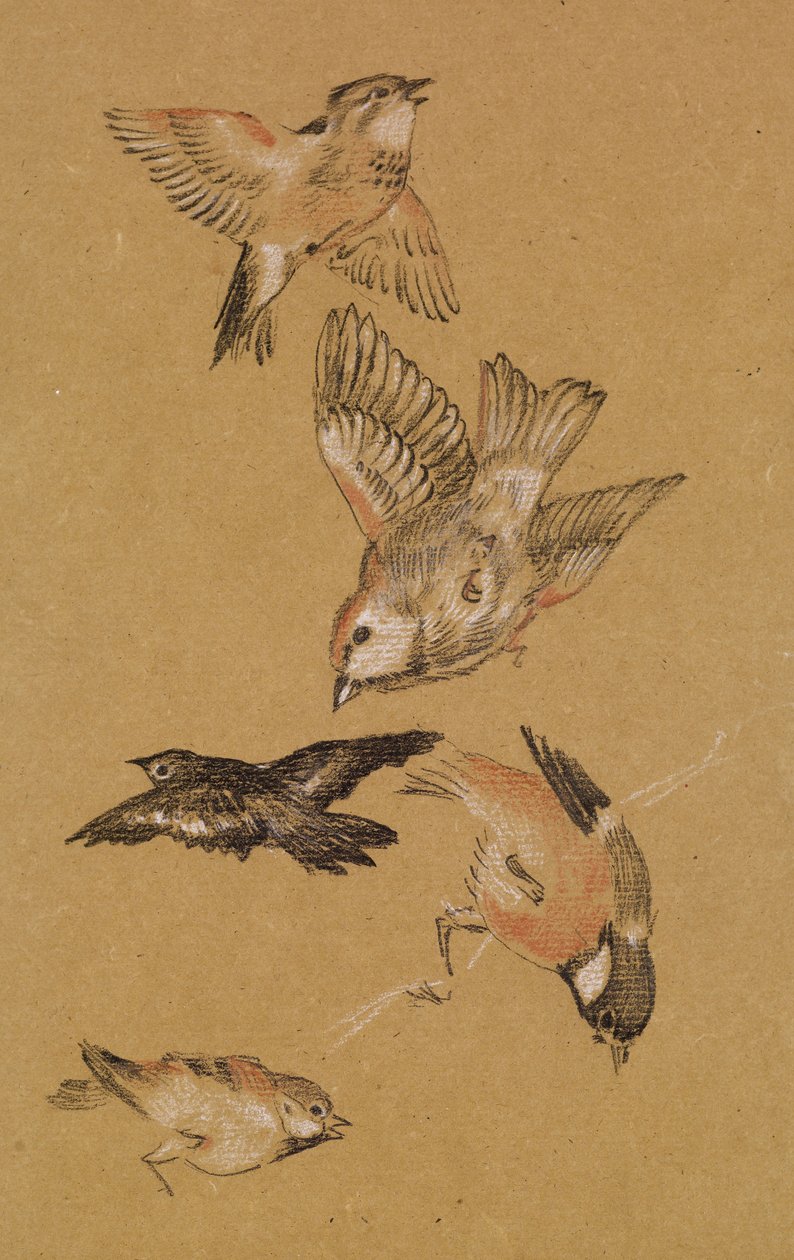Love leading the Pilgrim - Study of Birds: Finches, 1897 av Edward Burne Jones