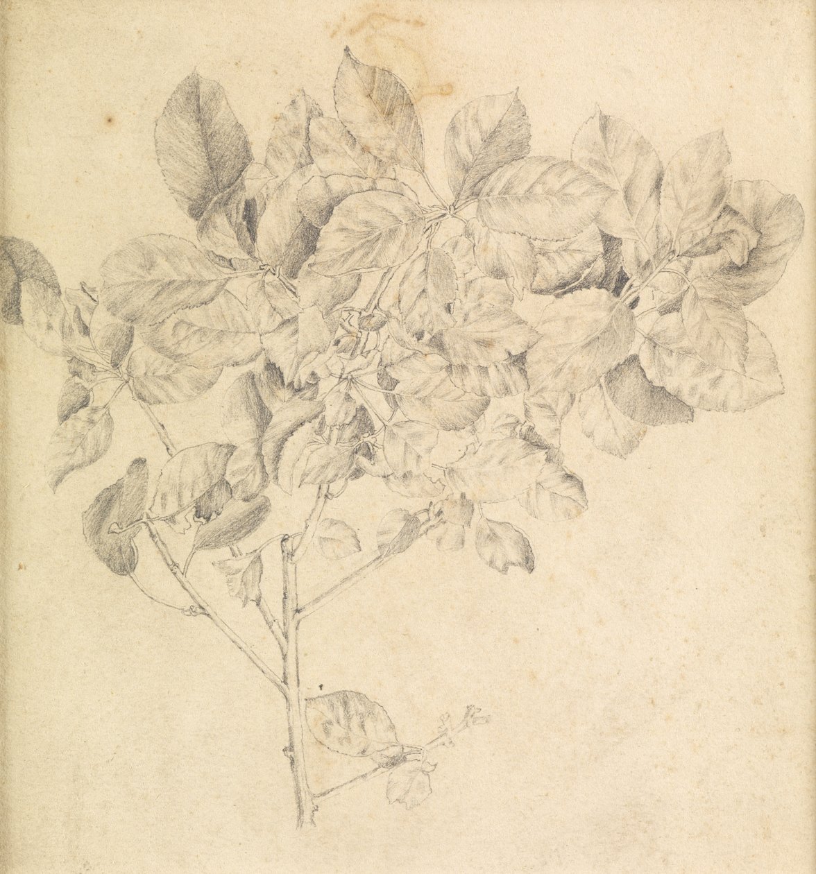 Studie for eplehage av Edward Burne Jones