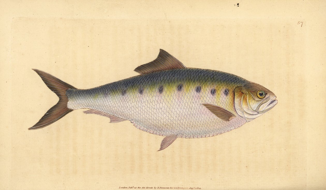 Allis shad, Alosa alosa (Shad, Clupea alosa). Håndfarget kobberplate tegnet og gravert av Edward Donovan fra hans Natural History of British Fishes, Donovan og F.C. og J. Rivington, London av Edward Donovan
