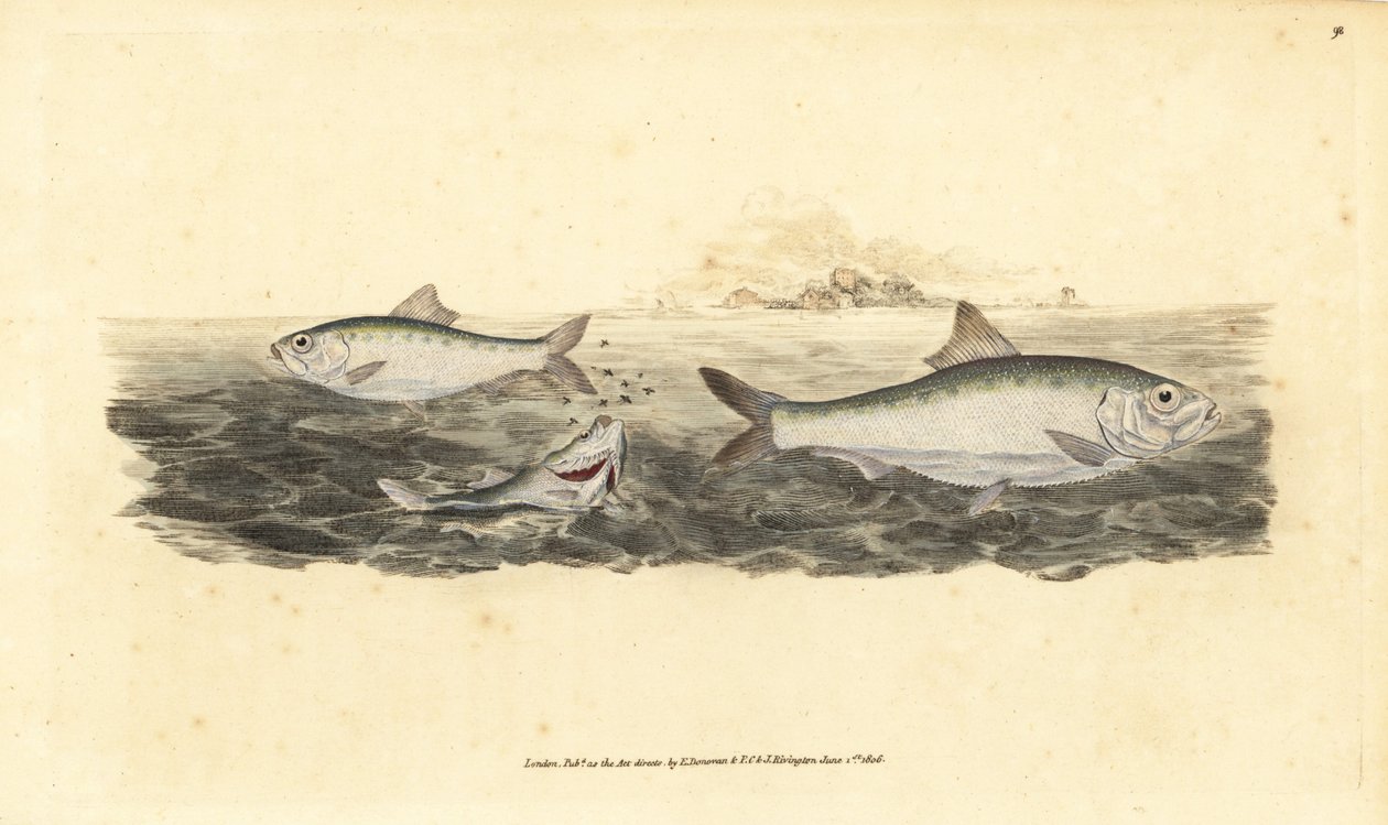 Allis shad, Alosa alosa (Hvit agn, Clupea alosa). Håndfarget kobberplate tegnet og gravert av Edward Donovan fra hans Natural History of British Fishes, Donovan og F.C. og J. Rivington, London av Edward Donovan