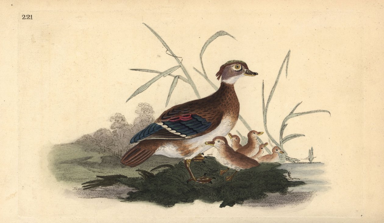 Amerikansk treand (hunn og ung). Håndfarget kobberplate tegnet og gravert av Edward Donovan fra hans egen "Natural History of British Birds," London av Edward Donovan