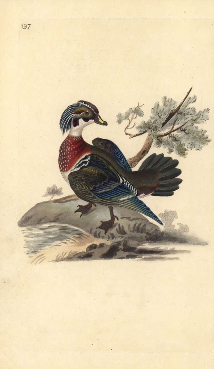 Amerikansk treand, Aix sponsa. Håndfarget kobberplate tegnet og gravert av Edward Donovan fra hans egen "Natural History of British Birds," London av Edward Donovan