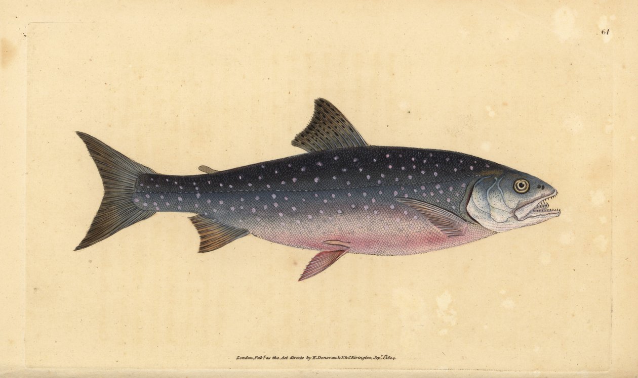 Røye, Salvelinus alpinus alpinus (Alpelaks, Salmo alpinus). Håndfarget kobberplate tegnet og gravert av Edward Donovan fra hans Natural History of British Fishes, Donovan og F.C. og J. Rivington, London av Edward Donovan