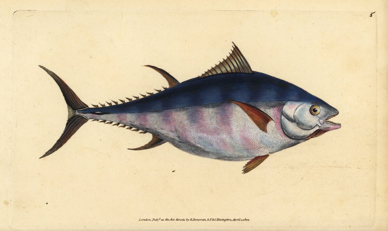 Atlantisk blåfinnet tunfisk, Thunnus thynnus (utrydningstruet). Tunny, Scomber thynnus. Håndfarget kobberplate tegnet og gravert av Edward Donovan fra hans Natural History of British Fishes, Donovan og F.C. og J. Rivington, London av Edward Donovan