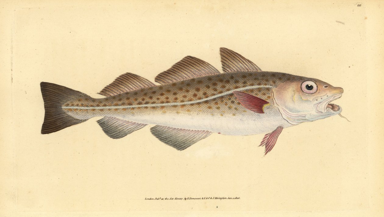Atlantisk torsk eller torskefisk. Gadus morhua. Sårbar. Håndfarget kobberplate tegnet og gravert av Edward Donovan fra hans Natural History of British Fishes, Donovan og FC og J. Rivington, London av Edward Donovan