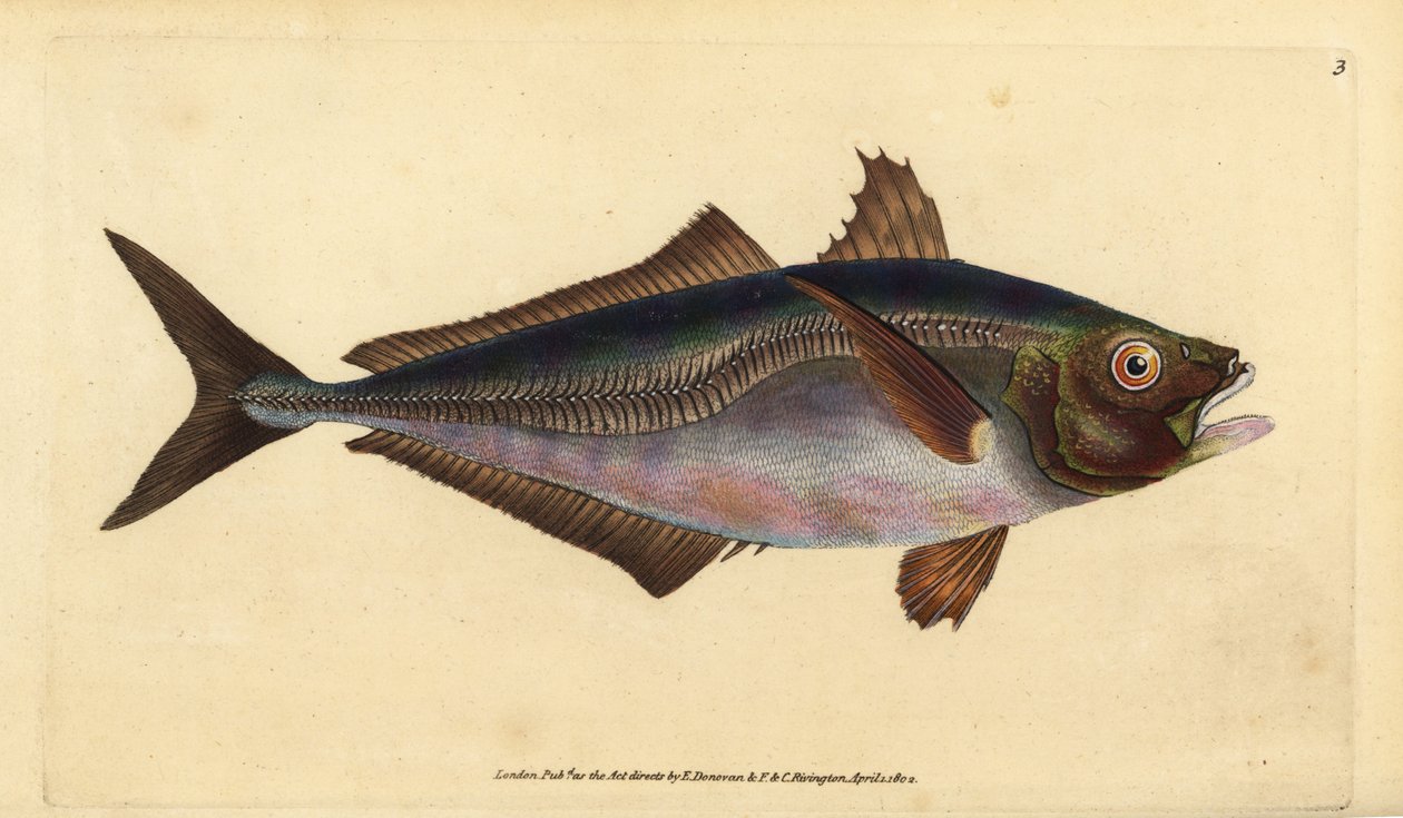 Atlantisk hestmakrell, Trachurus trachurus (Scad, Scomber trachurus). Håndfarget kobberplate tegnet og gravert av Edward Donovan fra hans Natural History of British Fishes, Donovan og F.C. og J. Rivington, London av Edward Donovan