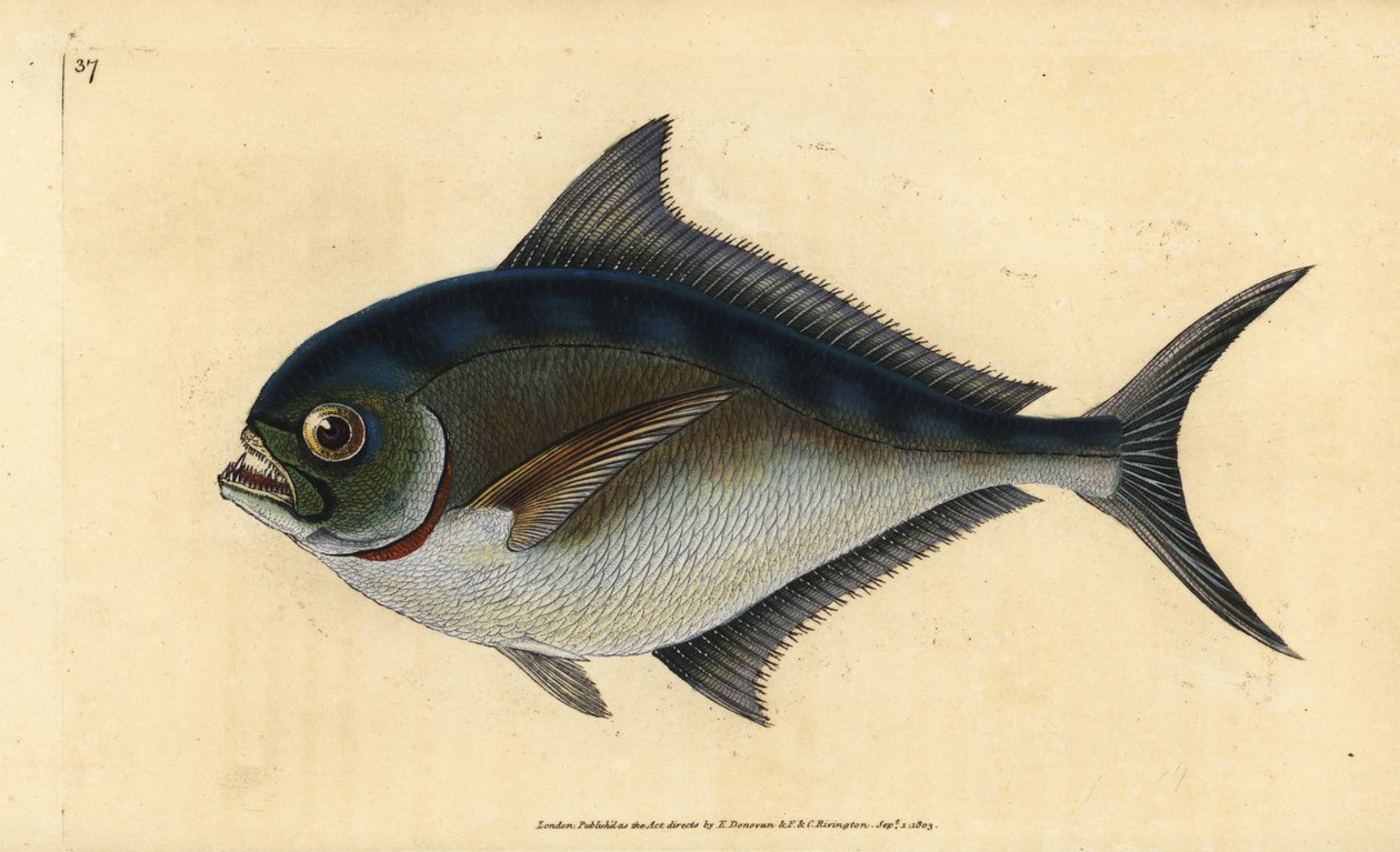 Atlanterhavspomfret, Brama brama (Rays tannet forgylt hode, Sparus raii). Håndfarget kobberplate tegnet og gravert av Edward Donovan fra hans Natural History of British Fishes, Donovan og F.C. og J. Rivington, London av Edward Donovan