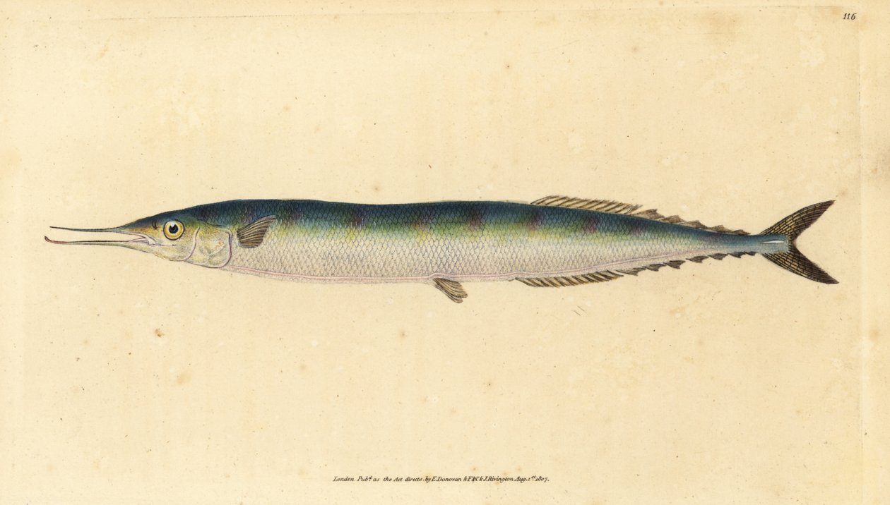 Atlantisk saury, Scomberesox saurus saurus (Skippergjedde, Esox saurus). Håndfarget kobberplate tegnet og gravert av Edward Donovan fra hans Natural History of British Fishes, Donovan og F.C. og J. Rivington, London av Edward Donovan
