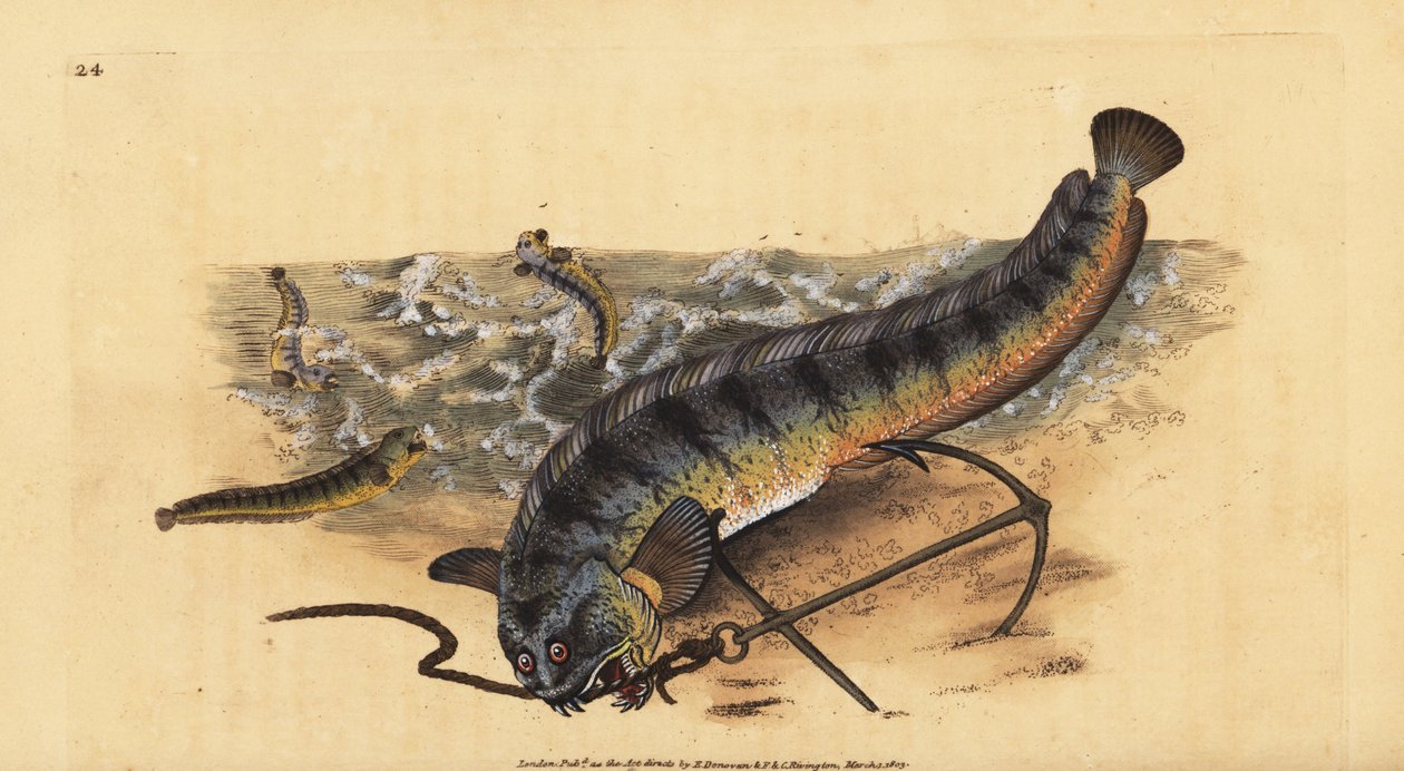 Atlantisk havulv eller stripet sjøulv, Anarhichas lupus. Håndfarget kobberplate tegnet og gravert av Edward Donovan fra hans Natural History of British Fishes, Donovan og FC og J. Rivington, London av Edward Donovan