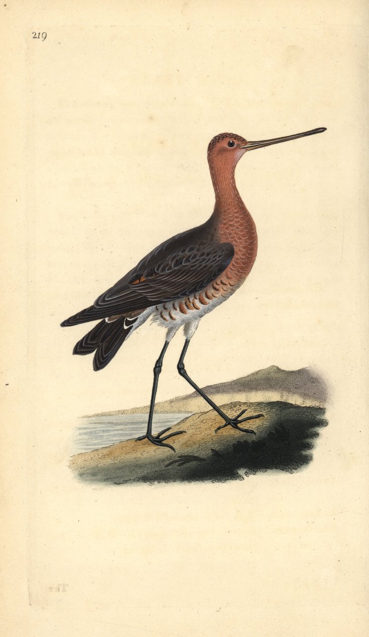 Stanghalespove (hann), Limosa lapponica. Håndfarget kobberplate tegnet og gravert av Edward Donovan fra hans egen "Natural History of British Birds," London av Edward Donovan
