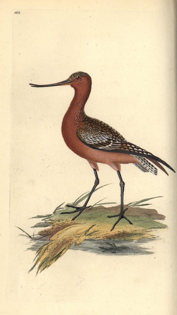 Stanghalespove, Limosa lapponica. Håndfarget kobberplate tegnet og gravert av Edward Donovan fra hans egen "Natural History of British Birds," London av Edward Donovan