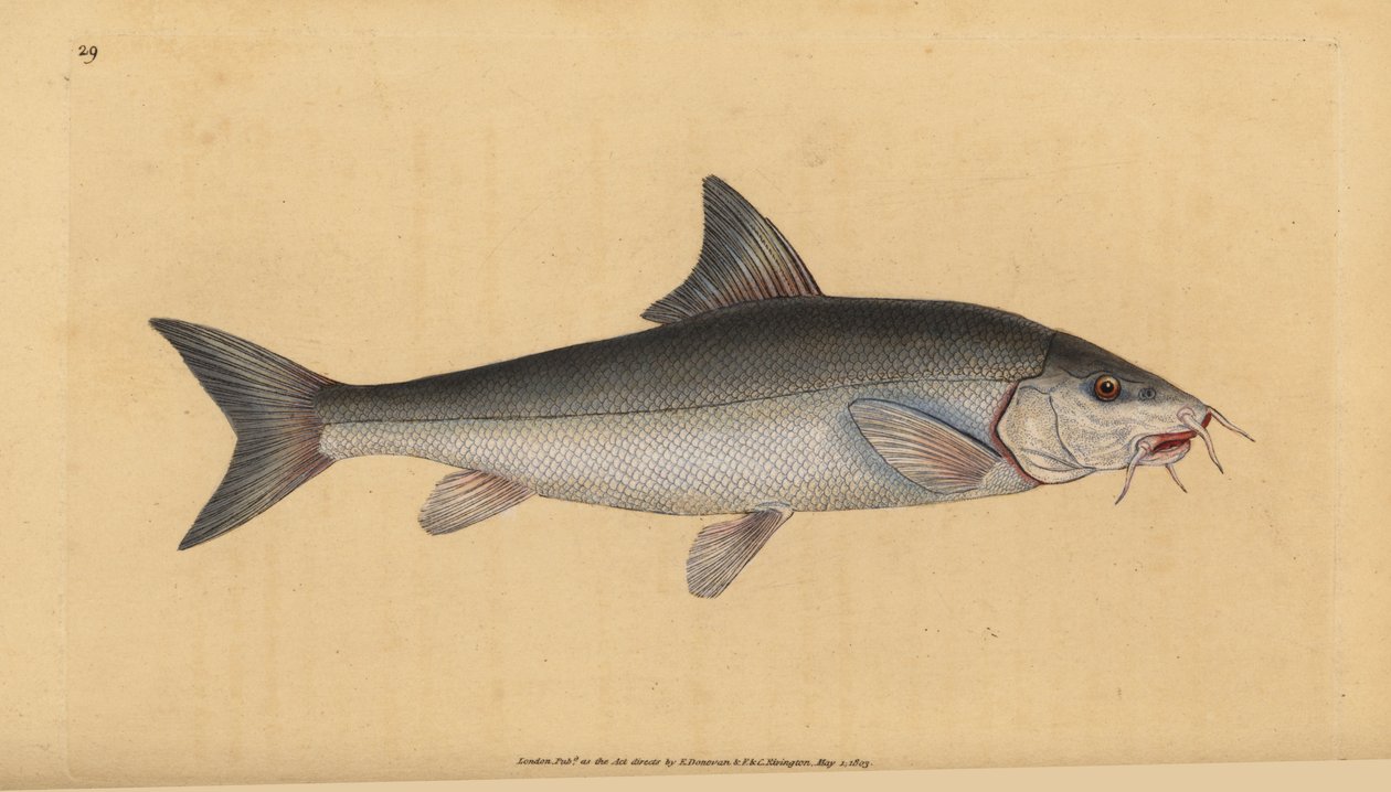 Barbel, skjeggete skjeggete (Cyprinus skjeggete). Håndfarget kobberplate tegnet og gravert av Edward Donovan fra hans Natural History of British Fishes, Donovan og F.C. og J. Rivington, London av Edward Donovan