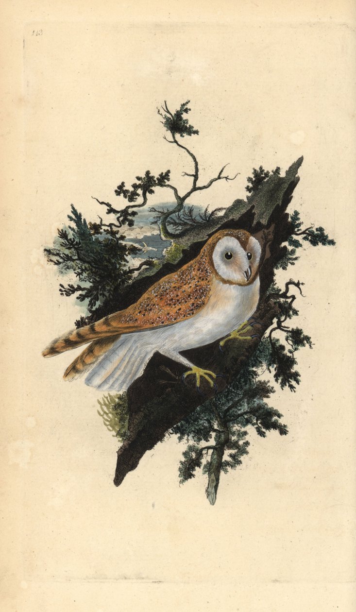 Barnugle, Tyto alba. Håndfarget kobberplate tegnet og gravert av Edward Donovan fra hans egen "Natural History of British Birds," London av Edward Donovan