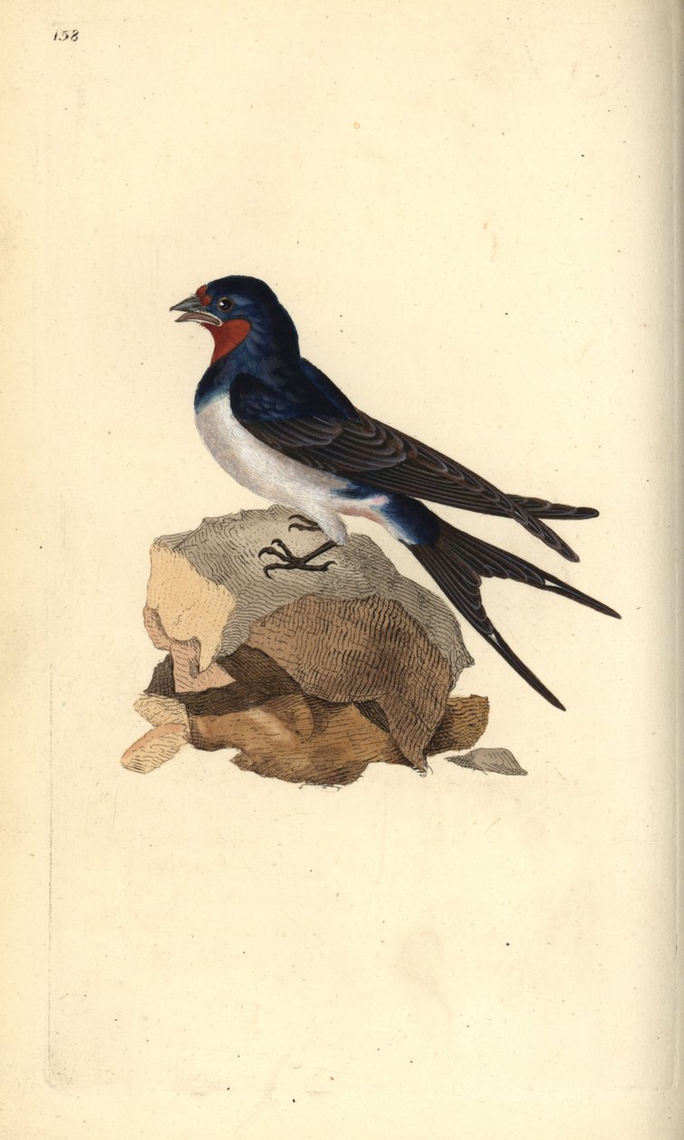 Låvesvale, Hirundo rustica. Håndfarget kobberplate tegnet og gravert av Edward Donovan fra hans egen "Natural History of British Birds," London av Edward Donovan
