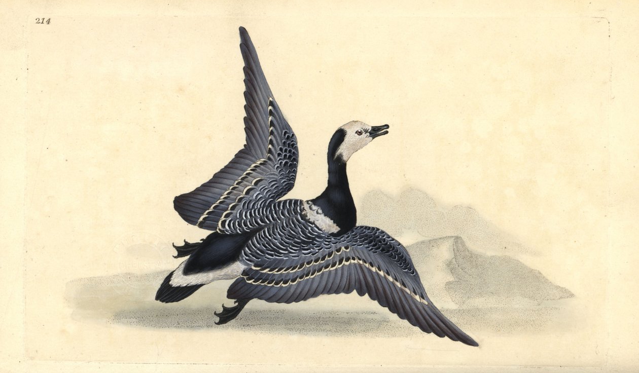 Brantakås, Branta leucopsis. Håndfarget kobberplate tegnet og gravert av Edward Donovan fra hans egen "Natural History of British Birds," London av Edward Donovan